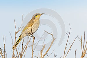 Singing Honeyeater  on a Branch