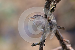 Singing House Wren on a Branch