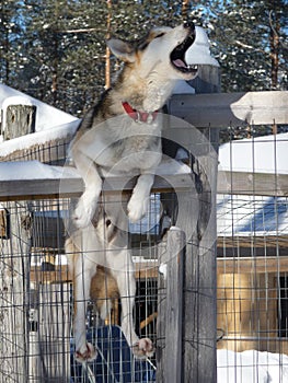 Singing husky on the fench