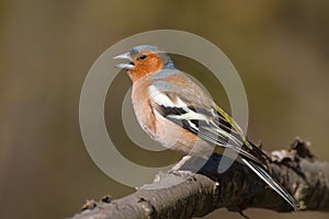 Singing male chaffinch