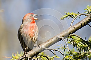 Singing Male House Finch Perched on a Branch