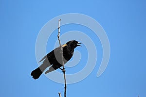 Singing male red winged blackbird