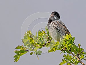 Singing Male Reed Bunting photo