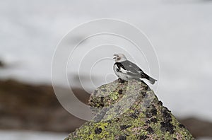 A singing male Snow Bunting Plectrophenax nivalis in summer plumage, high up in the Scottish mountains with a background of Sno