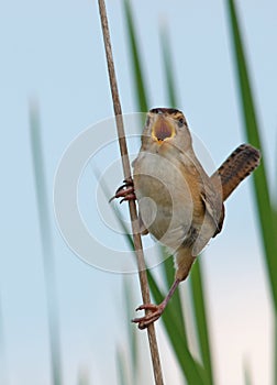 Singing Marsh Wren