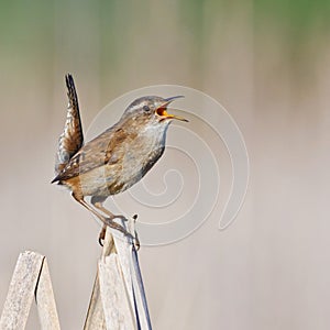 Singing Marsh Wren