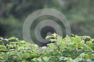 singing melodious warbler in a shrub