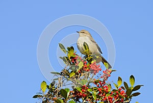 Singing Mockingbird