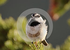 Singing Mountain chickadee