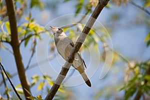 Singing nightingale