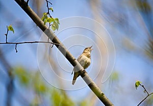 Singing nightingale