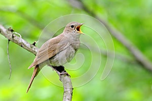 Singing nightingale against green background