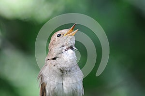 Singing nightingale against green background