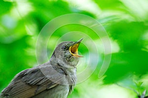 Singing Nightingale against the green leaves backgound