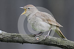 Singing nightingale against grey background