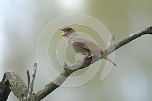 Singing nightingale on dry branch