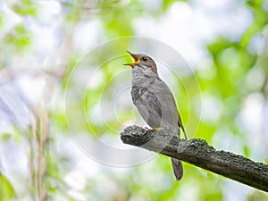 Singing nightingale on a tree branch