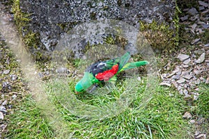 Singing parakeets sit