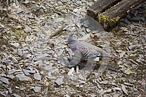 Singing parakeets sit