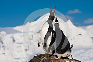 Singing penguins