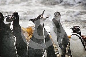 Singing Penguins photo