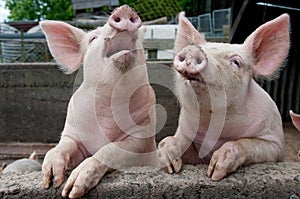 Singing pigs photo