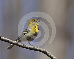 Singing Pine warbler, Setophaga pinus, portrait