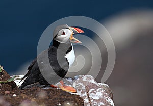 Singing puffin - Fratercula arctica photo