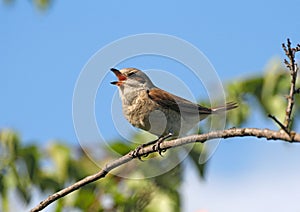 Singing red-backed shrike (female) photo