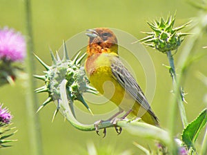 The singing red-headed bunting Emberiza bruniceps