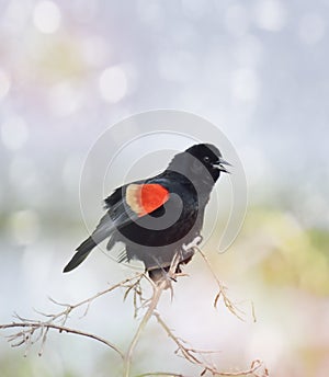 Singing Red Wing Blackbird