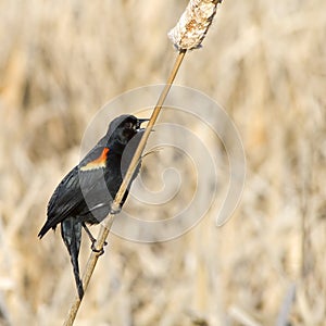 Singing Red Wing Blackbird