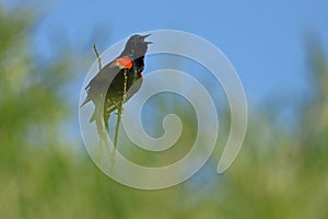 Singing red winged blackbird