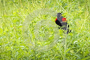 Red-winged blackbird - Agelaius phoeniceus photo