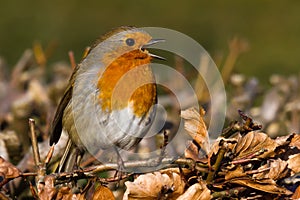 Singing Robin