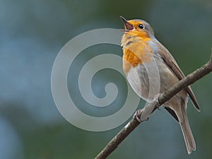 Singing Robin