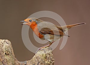 Singing Robin bird