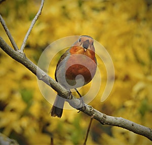 Singing robin with opened beak is sitting on thin grey branch.