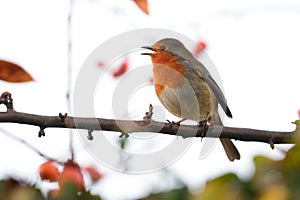 Singing robin