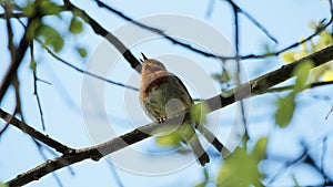 Singing robin redbreast on a tree branch