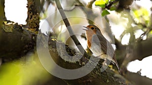 A Singing Robin Sits Sitting On A Tree (Erithacus Rubecula) 16:9