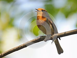 Singing Robin in spring