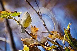 Singing Ruby-Crowned Kinglet