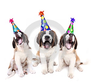 Singing Saint Bernard puppies with birthday