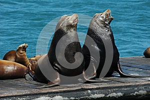 Singing Sea Lions