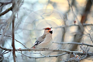 Singing small bird in the cold winter