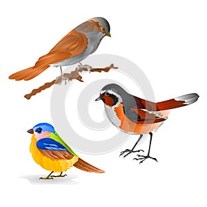 Singing smalls birds Black Redstart titmouse Sparrow vintage set six vector animals illustration