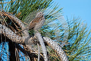 Singing Song Sparrow