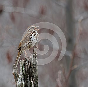 Singing Song Sparrow