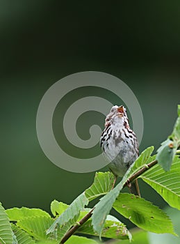 Singing Song Sparrow Perched on Branch